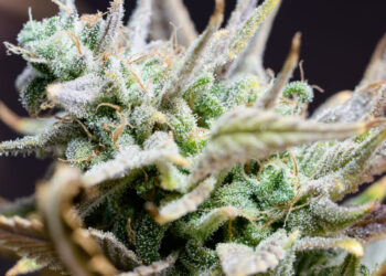 Sarasota Moves To Make Cannabis Possession Criminal Again After Few Pay Civil Fines