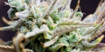 Sarasota Moves To Make Cannabis Possession Criminal Again After Few Pay Civil Fines