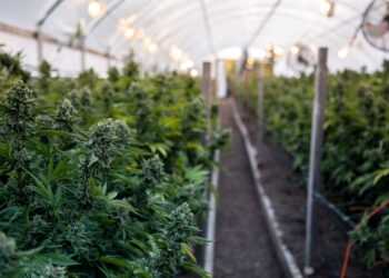 Feds Tell Farmers To Grow Hemp or Weed, But Not Both