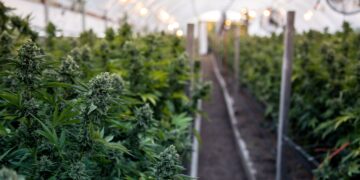 Feds Tell Farmers To Grow Hemp or Weed, But Not Both