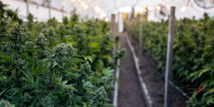 Feds Tell Farmers To Grow Hemp or Weed, But Not Both