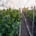 Feds Tell Farmers To Grow Hemp or Weed, But Not Both