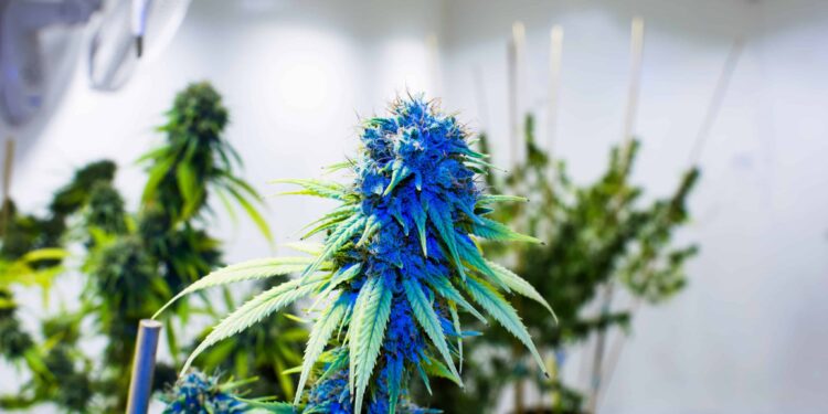 Study Finds Ohio Pot Legalization Would Generate $260M in Net Economic Benefits