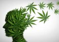 Gallup Poll Shows 70% of Americans Think Cannabis Should Be Legal