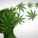 Gallup Poll Shows 70% of Americans Think Cannabis Should Be Legal