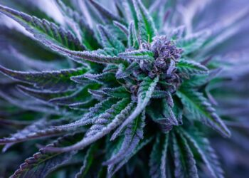 Democrats Seek Updated Federal Financial Rules for Cannabis Business Owners With Weed Convictions