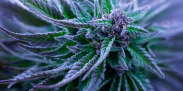 Democrats Seek Updated Federal Financial Rules for Cannabis Business Owners With Weed Convictions