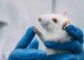Swedish Researchers Study Effects of LSD, Ketamine on Rats