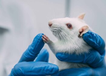 Swedish Researchers Study Effects of LSD, Ketamine on Rats