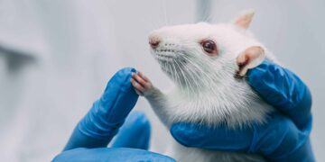 Swedish Researchers Study Effects of LSD, Ketamine on Rats