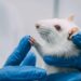 Swedish Researchers Study Effects of LSD, Ketamine on Rats