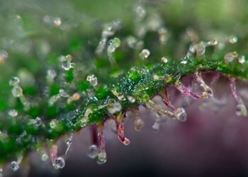 New Hampshire Cannabis Commission Fails To Reach Agreement on Legalization Plan