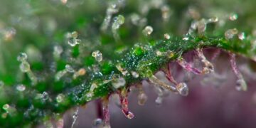 New Hampshire Cannabis Commission Fails To Reach Agreement on Legalization Plan