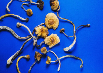 Massachusetts Governor Unveils Veterans Psychedelics Research Bill