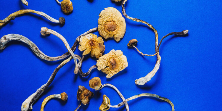 Massachusetts Governor Unveils Veterans Psychedelics Research Bill