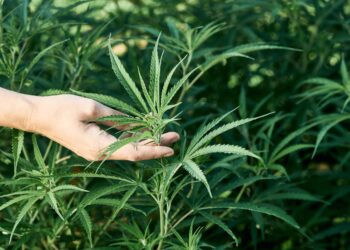 Wyoming Legislative Panel Advances Delta-8 THC Ban