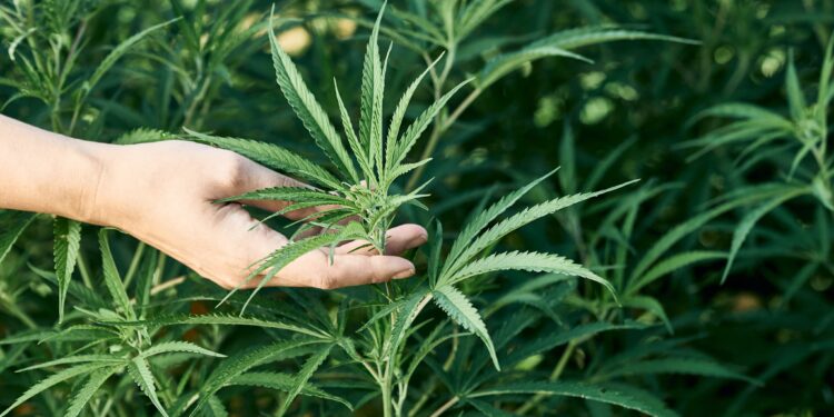 Wyoming Legislative Panel Advances Delta-8 THC Ban