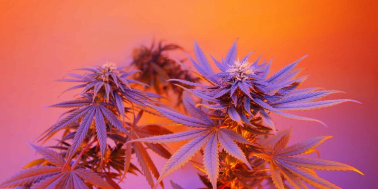 Hawaii Attorney General Releases Weed Legalization Plan