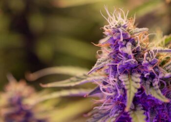 Ohio Pot Legalization Backers Outraise Opponents Three to One