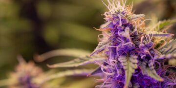 Ohio Pot Legalization Backers Outraise Opponents Three to One