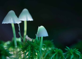 Clinical Trial Shows Promise for Next-Gen Psychedelic Treatment
