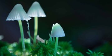 Clinical Trial Shows Promise for Next-Gen Psychedelic Treatment