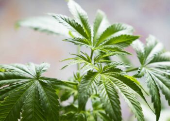 Avoid ‘Diet Weed,’ Johns Hopkins Expert Says