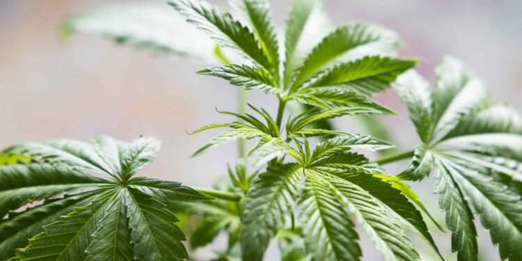 Avoid ‘Diet Weed,’ Johns Hopkins Expert Says