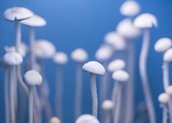 Canadian Senate Calls on Government To Improve Psychedelic Research for Veterans