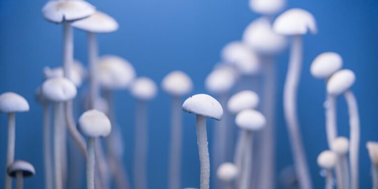 Canadian Senate Calls on Government To Improve Psychedelic Research for Veterans