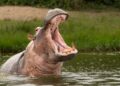 Pablo Escobar’s Hippos Have Been Running Amok So Colombia Is Going To Kill, Sterilize Some