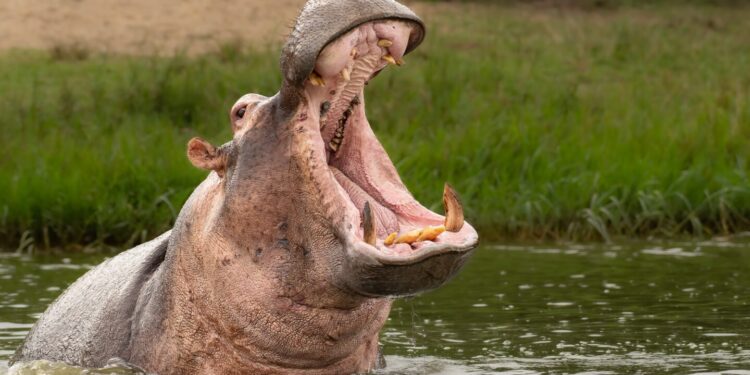 Pablo Escobar’s Hippos Have Been Running Amok So Colombia Is Going To Kill, Sterilize Some