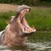 Pablo Escobar’s Hippos Have Been Running Amok So Colombia Is Going To Kill, Sterilize Some