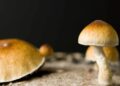 Wisconsin Lawmakers Push To Improve Veterans’ Access to Magic Mushrooms