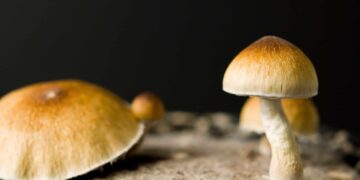 Wisconsin Lawmakers Push To Improve Veterans’ Access to Magic Mushrooms