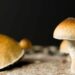 Wisconsin Lawmakers Push To Improve Veterans’ Access to Magic Mushrooms