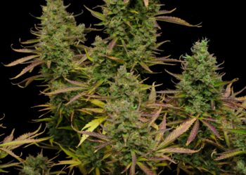 Montana Judge Pauses New Fees For Weed Dispensaries