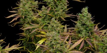 Montana Judge Pauses New Fees For Weed Dispensaries