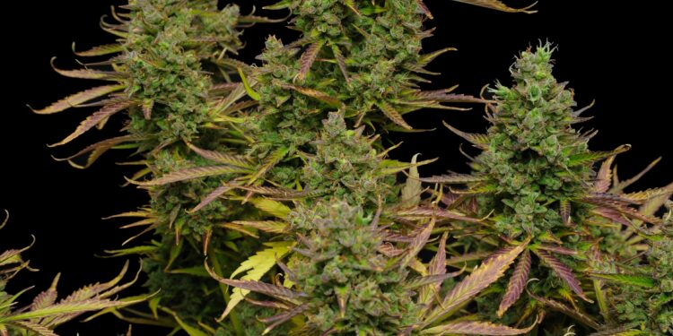 Montana Judge Pauses New Fees For Weed Dispensaries