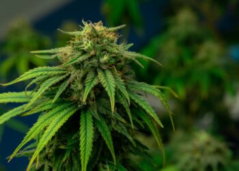 Israel-based Software Company Shares Data on Increased Medical Cannabis Patient Count