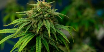 Israel-based Software Company Shares Data on Increased Medical Cannabis Patient Count