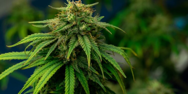 Israel-based Software Company Shares Data on Increased Medical Cannabis Patient Count