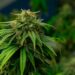 Israel-based Software Company Shares Data on Increased Medical Cannabis Patient Count