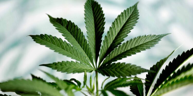 Virginia Judge Rejects Injunction on Law Limiting Delta-8, Total THC in Hemp Products