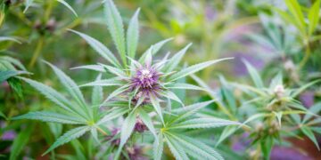 Mississippi Cannabis Provider Sues For Right To Advertise