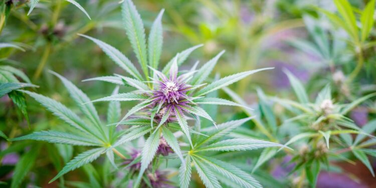 Mississippi Cannabis Provider Sues For Right To Advertise