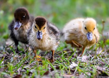 Concerned Neighbors Complain About Ducks Working on Vermont Cannabis Farm