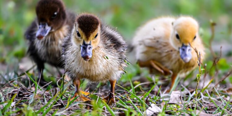Concerned Neighbors Complain About Ducks Working on Vermont Cannabis Farm