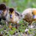 Concerned Neighbors Complain About Ducks Working on Vermont Cannabis Farm