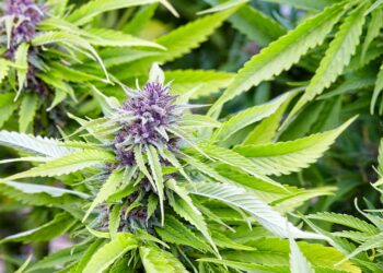 Missouri Expunged Nearly 100K MJ Convictions in a Year, Despite Missing Deadlines